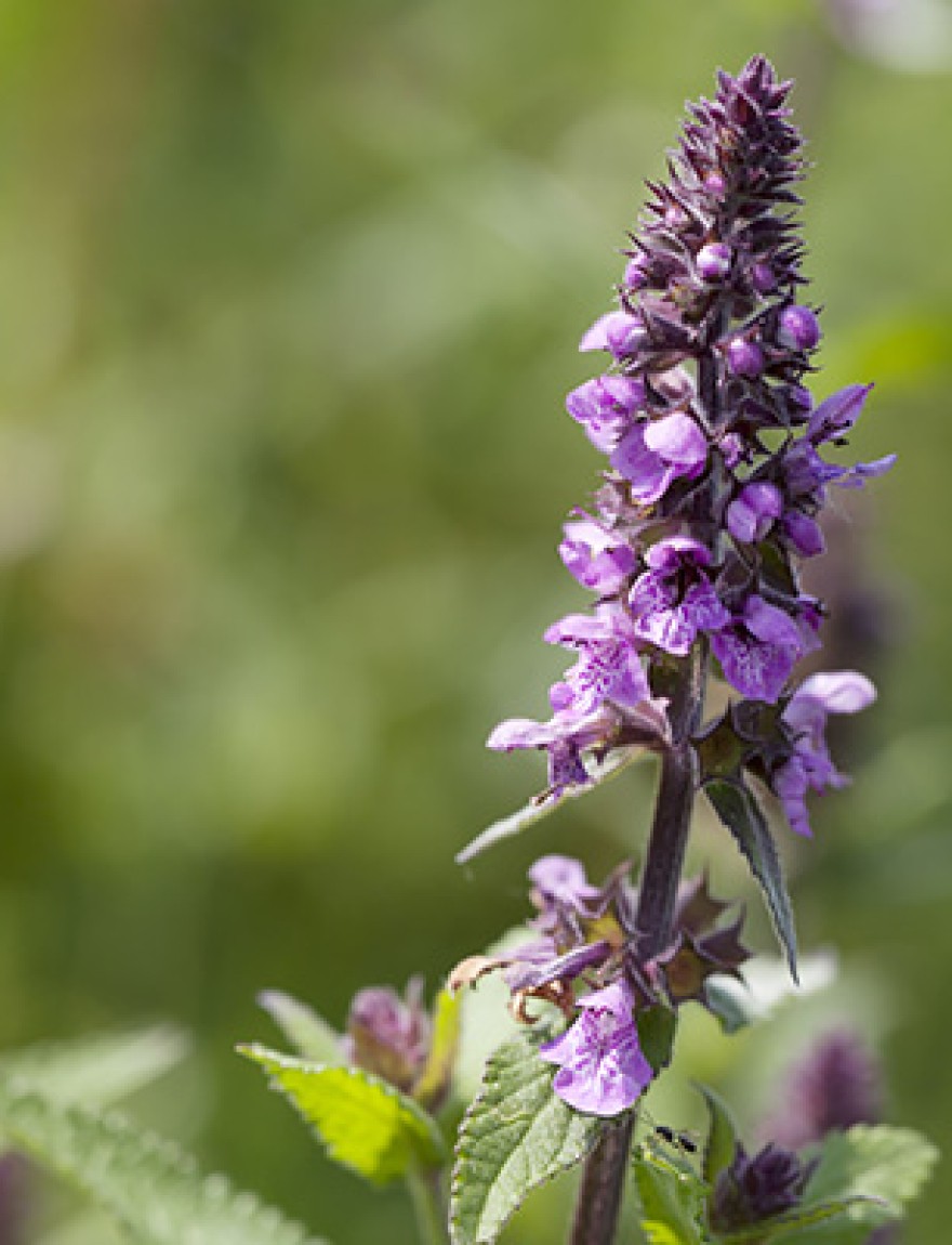 Medium to tall, hairy, faintly aromatic perennial, to 2m; stems erect. Leaves oblong to lanceolate, with a heart-shaped base, blunt-toothed, only the lower stalked, but the upper unstalked. Flowers purple, 12-15mm long, slightly hairy, the whorls forming a dens spike, interrupted below, only the lower bracts leaf-like; calyx hairy, generally without glands.