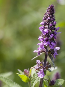 Medium to tall, hairy, faintly aromatic perennial, to 2m; stems erect. Leaves oblong to lanceolate, with a heart-shaped base, blunt-toothed, only the lower stalked, but the upper unstalked. Flowers purple, 12-15mm long, slightly hairy, the whorls forming a dens spike, interrupted below, only the lower bracts leaf-like; calyx hairy, generally without glands.