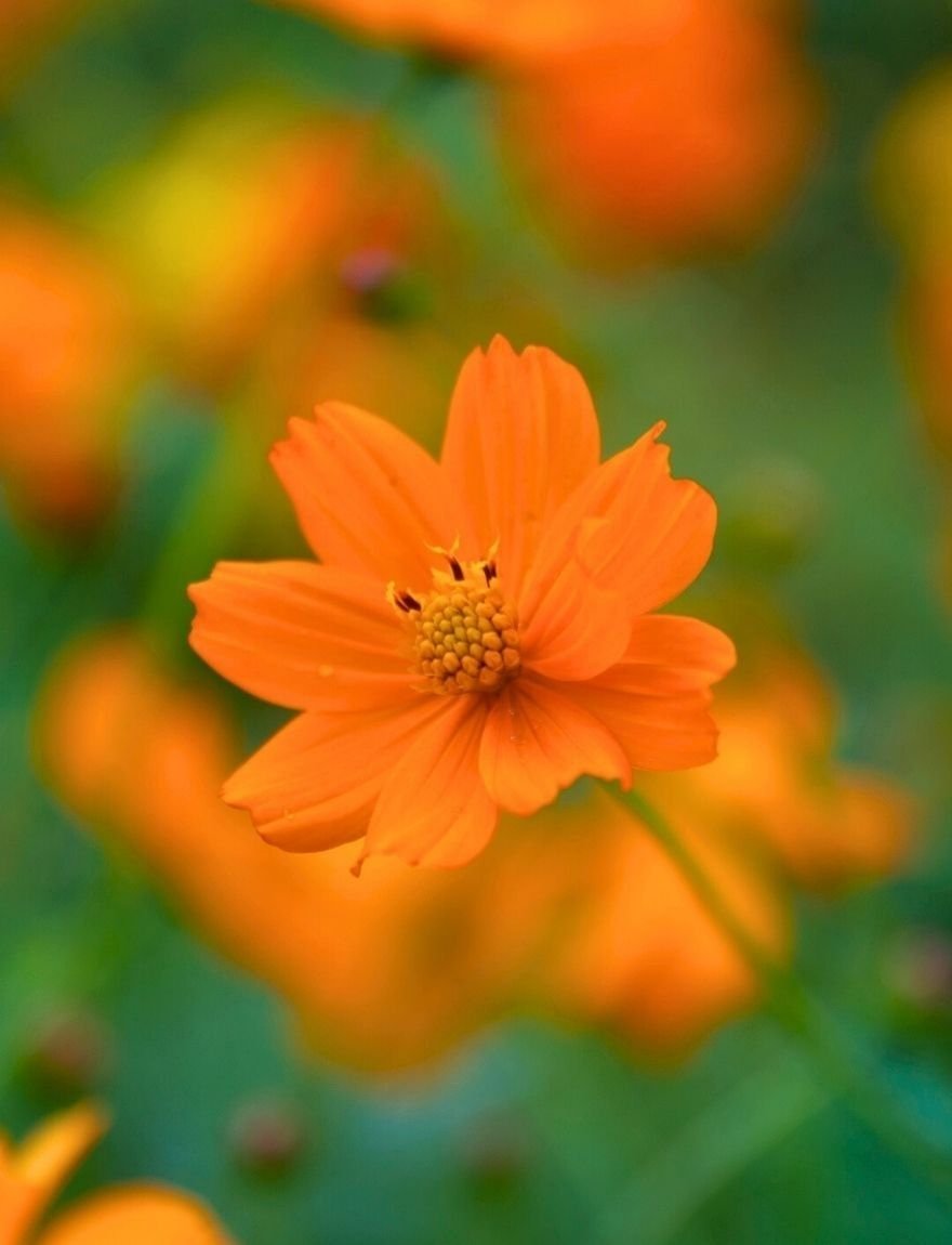 Cosmos sulphureus
