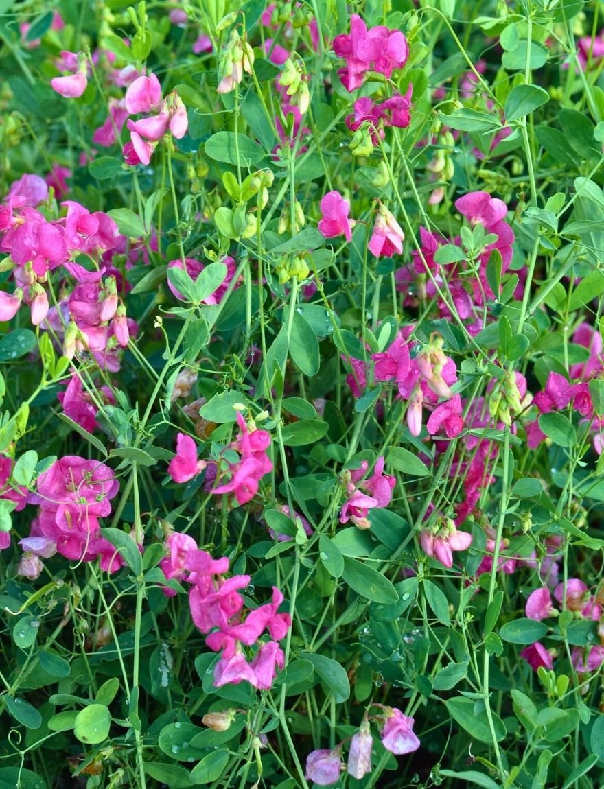 lathyrus tuberosus