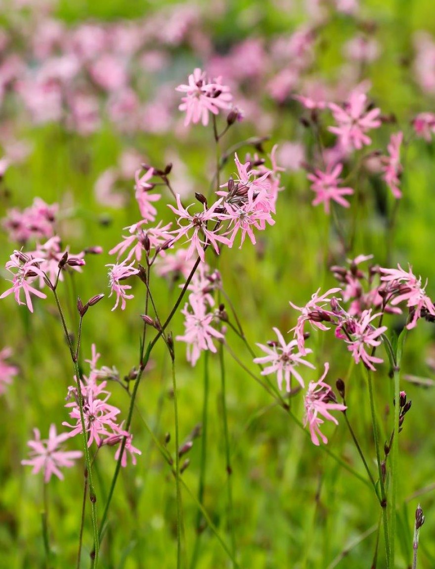 Lychnis flos-cuculi (syn. Silene flos-cuculi)