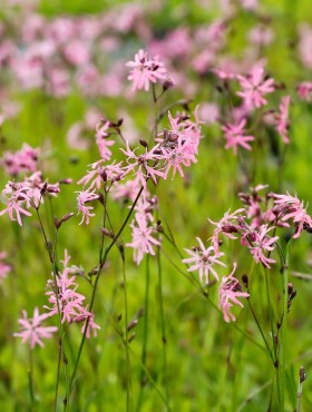 Lychnis flos-cuculi (syn. Silene flos-cuculi)