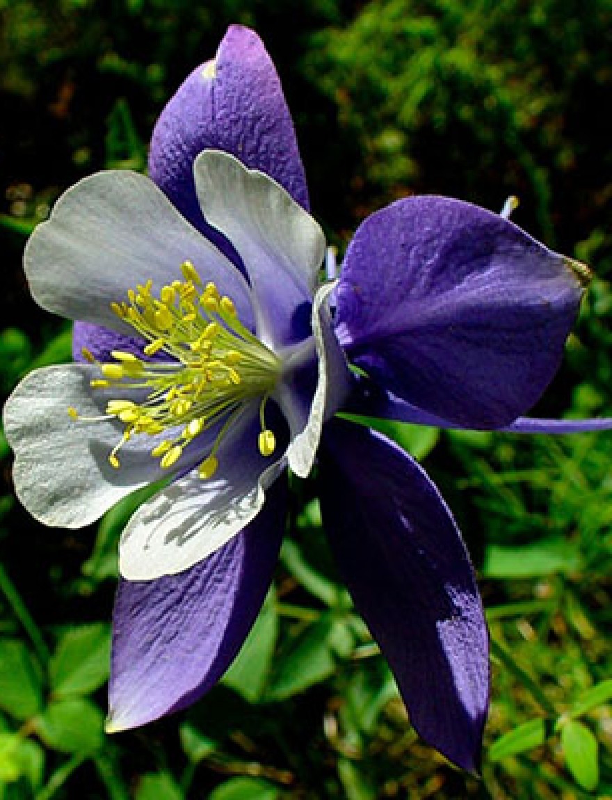 Aquilegia caerulea