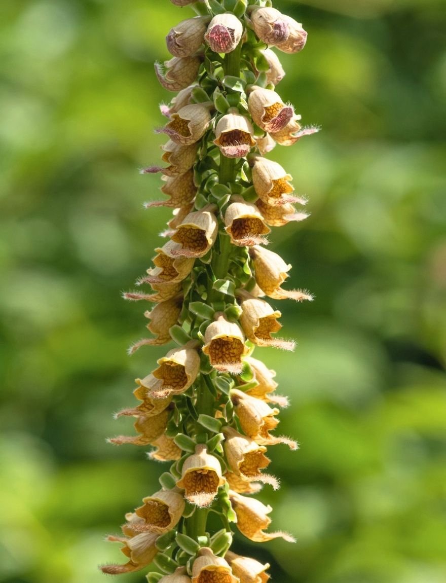 digitalis ferrugine