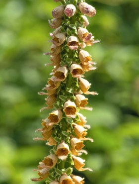 digitalis ferrugine