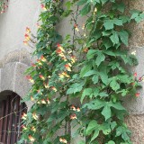 Mina lobata