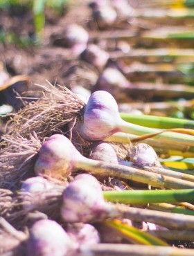 Allium sativum Spaanse knoflook