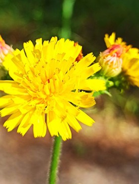 Flowering Savoy hawkweed (Hieracium sabaudum L.) in its natural habitat. Honey plant. Beautiful field yellow flower.