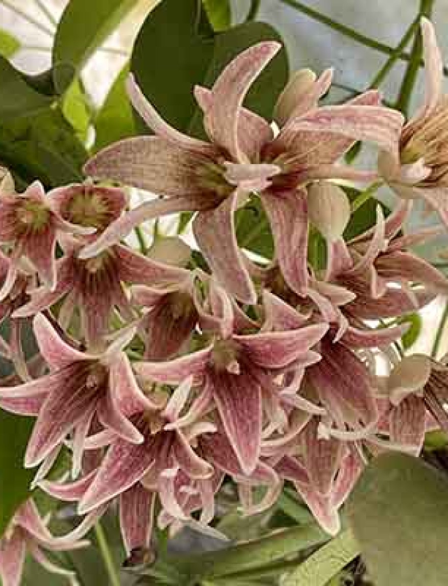 Stauntonia hexaphylla (uitverkocht)