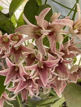 Stauntonia hexaphylla (uitverkocht)