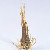 Tulbaghia violacea wortel