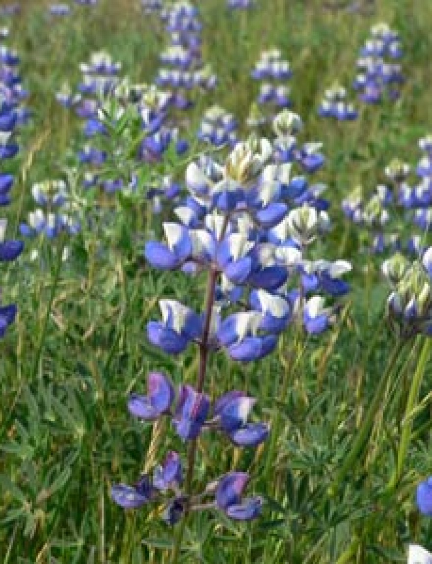 Lupinus nanus