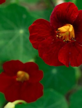 Deep red nasturtium flowers with round green foliage growing in the kitchen garden, edible blossom.