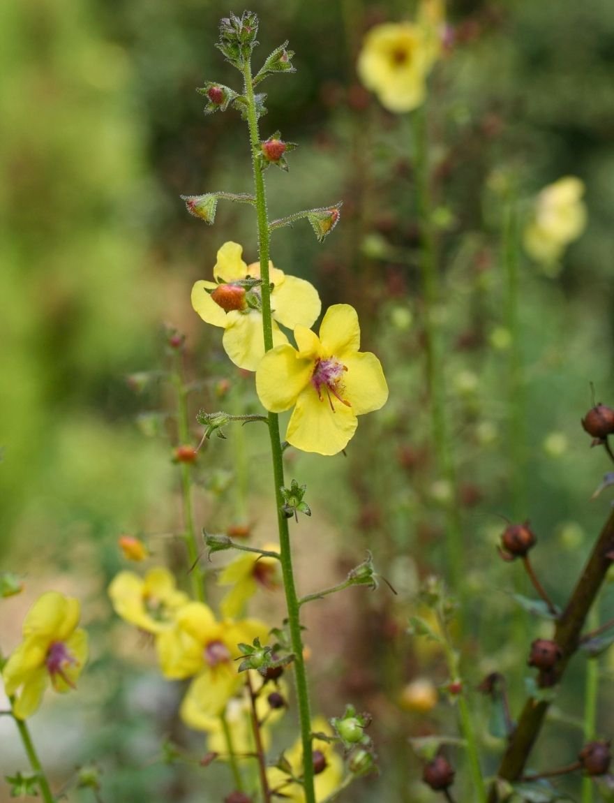 Verbascum roripifolium