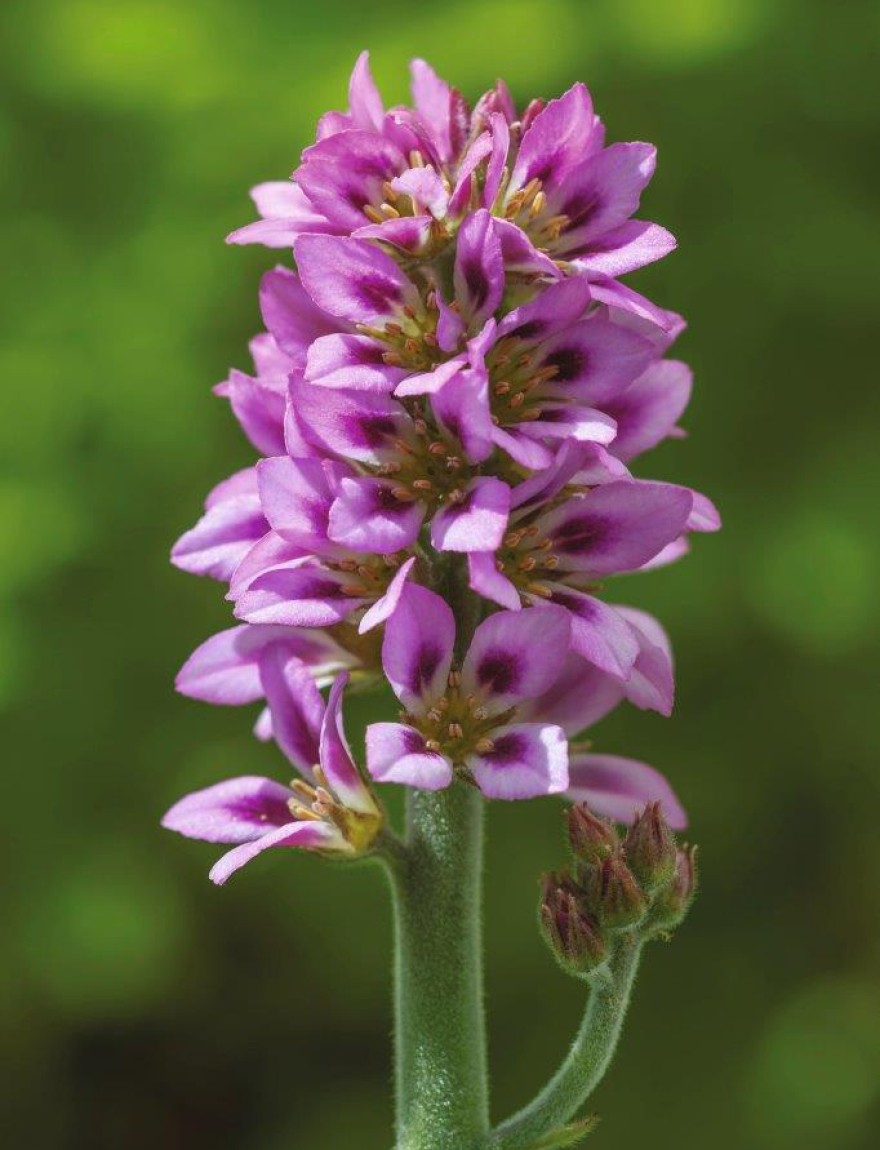 Francoa sonchifolia 'Rogerson's Form'