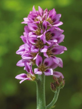 Francoa sonchifolia 'Rogerson's Form'