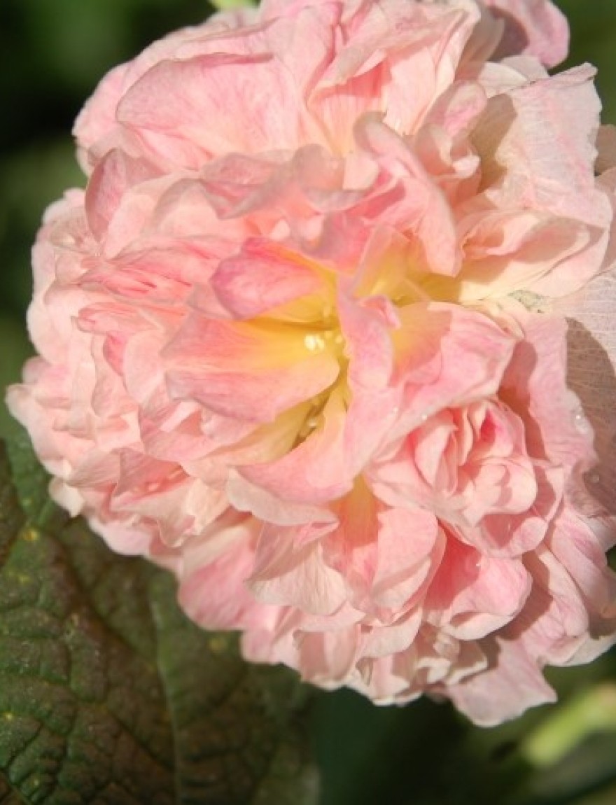 Alcea 'Chater's Double Salmon'