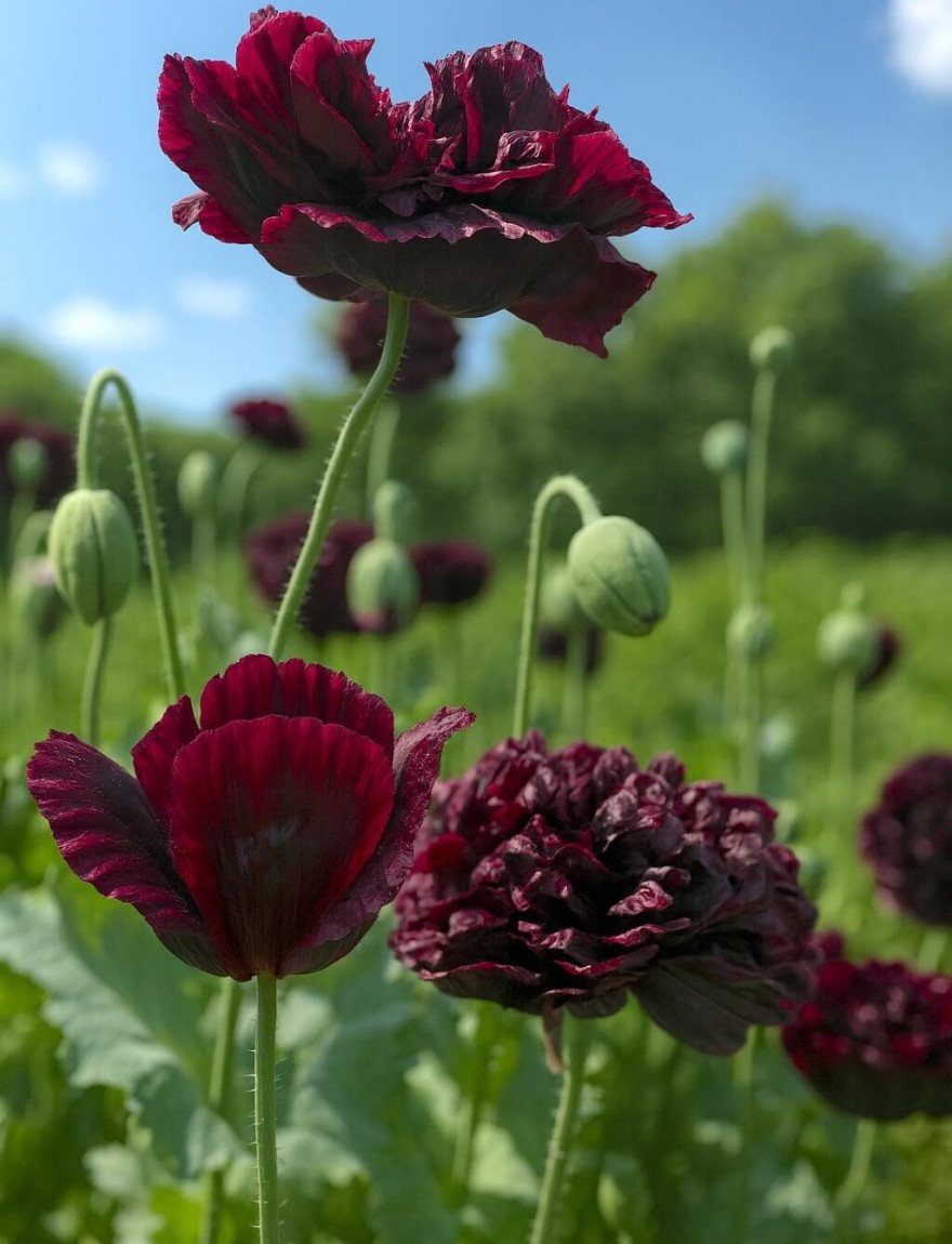 Papaver somniferum 'Black Peony'