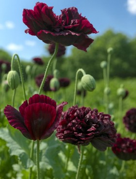 Papaver somniferum 'Black Peony'