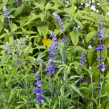 Salvia farinacea 'Blue Bedder'