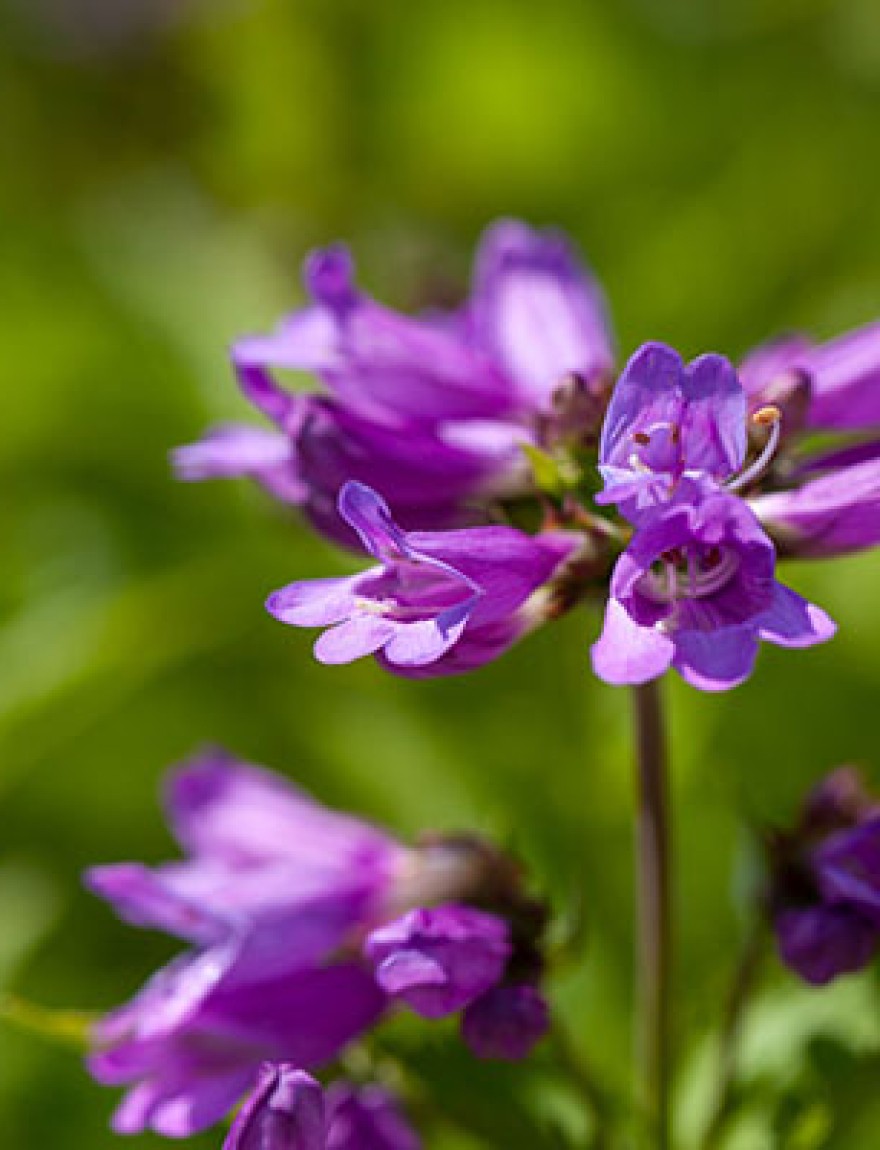 Blossoms of a Cascade penstemon, Penstemon serrulatus