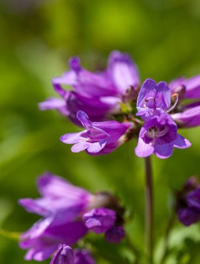 Blossoms of a Cascade penstemon, Penstemon serrulatus