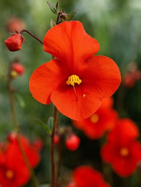 Alonsoa meridionalis Red Mask Flower