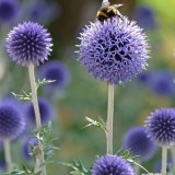 Echinops sphaerocephalus