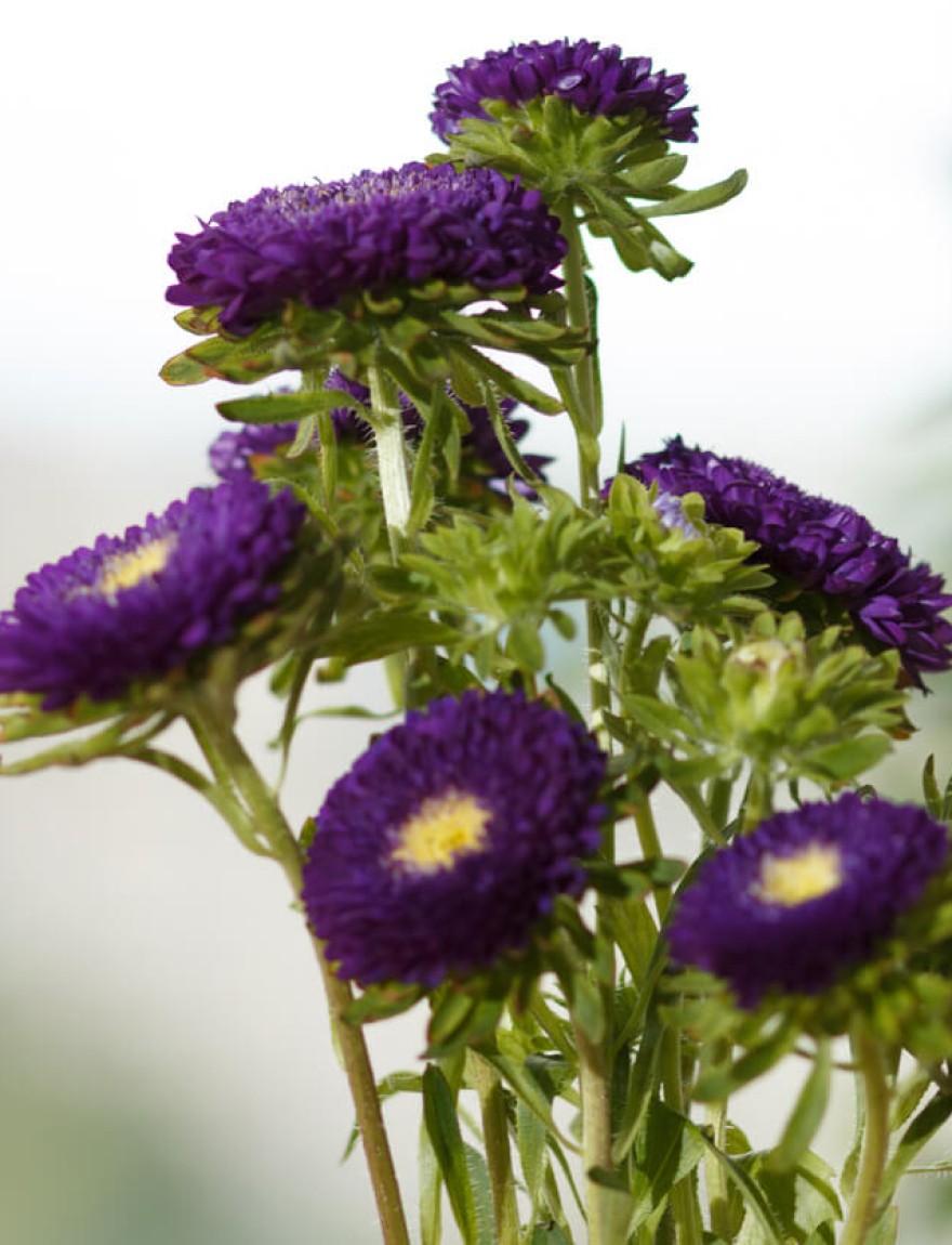 Callistephus chinensis Duchesse Dark Blue