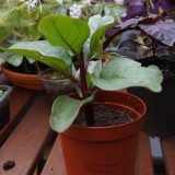 Basella alba 'Rubra' (Malabar-spinazie)