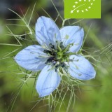 Nigella damascena