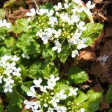 Pachyphragma macrophyllum