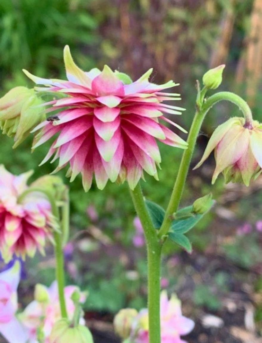 Aquilegia vulgaris 'Nora Barlow'