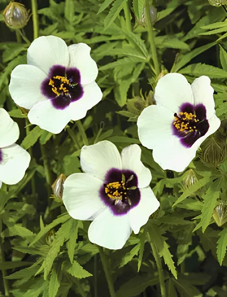 Hibiscus cannabinus