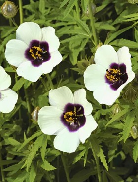 Hibiscus cannabinus
