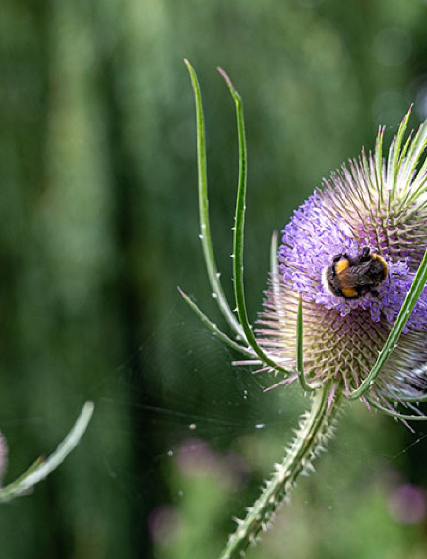 Bumble bee collecting pollen from a wild teasel flower