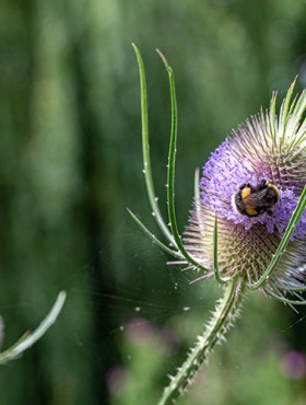 Bumble bee collecting pollen from a wild teasel flower