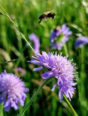 Scabiosa columbaria (small scabious) flowers with a bee collecting pollen. The image was captured on a wildflower meadow.