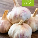 Knoflook 'Vallelado' (Allium sativum) - bio