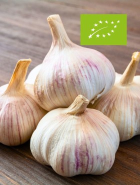 Knoflook 'Vallelado' (Allium sativum) - bio