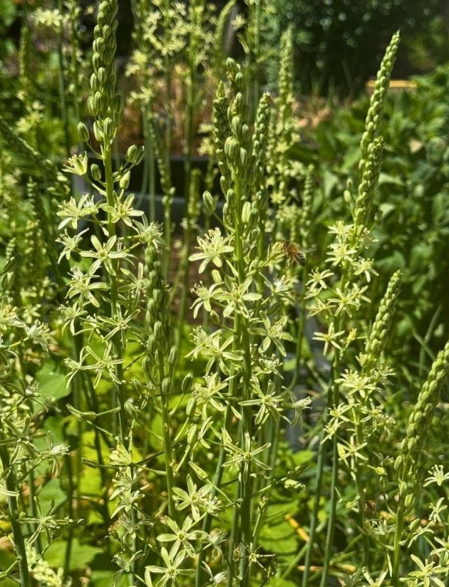 Ornithogalum pyrenaicum
