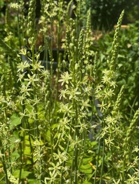 Ornithogalum pyrenaicum