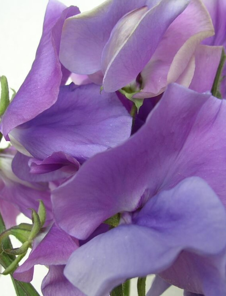 Lathyrus odoratus Noel Sutton