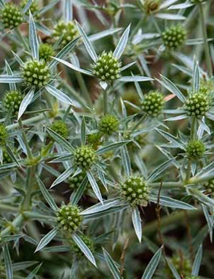 A close-up of an Eryngium campestre plant, green