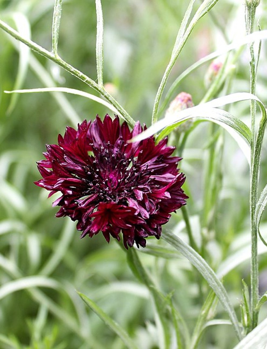 Centaurea cyanus 'Black Ball'