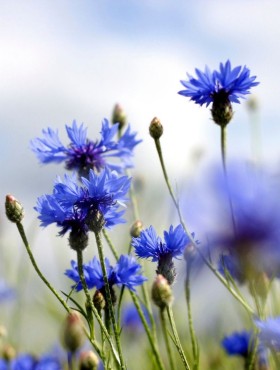 centaurea cyanus
