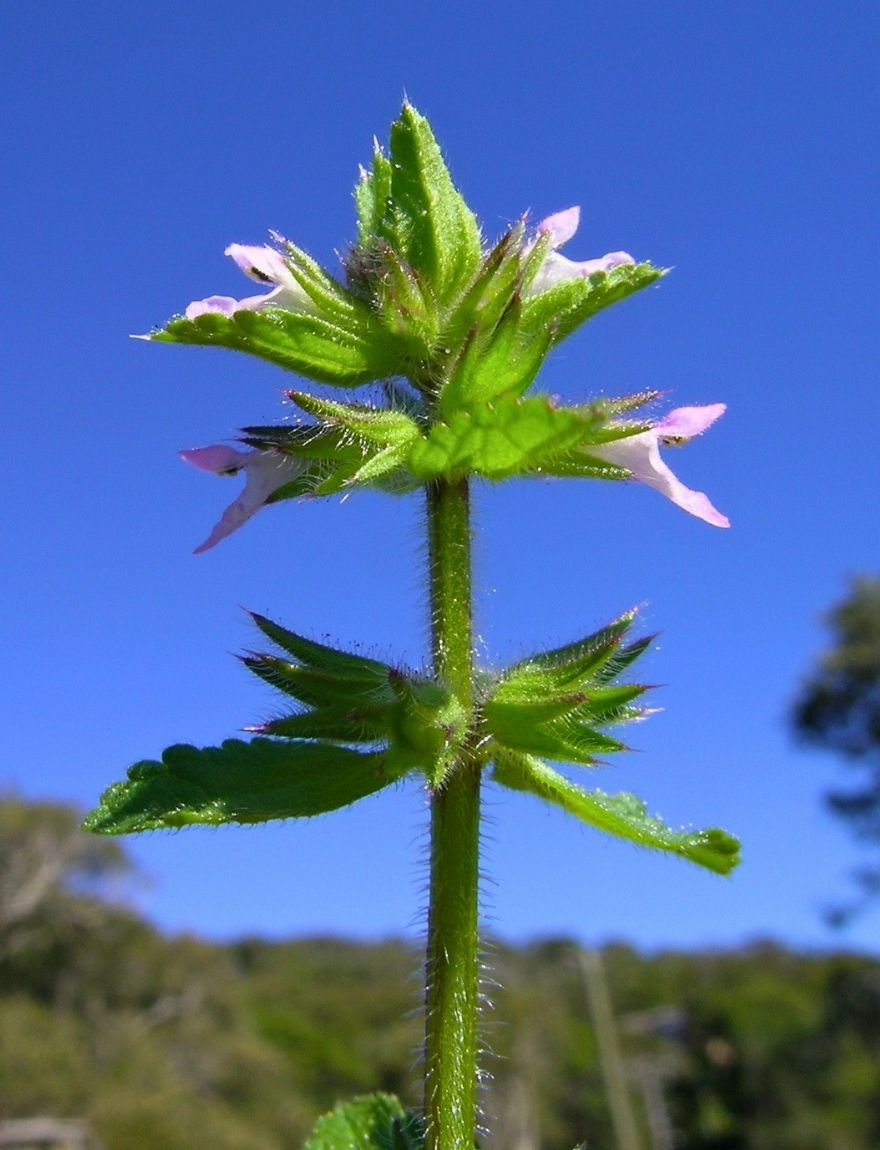 Stachys arvensis