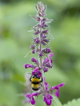 Medium to tall, creeping perennial, to 1.2m, with a rather unpleasant small; stems erect, glandular-hairy. Leaves heart-shaped, slightly hairy, all stalked. Flowers dull dark purple-red, whit white markings, 13-18mm long, the whorls forming an interrupted spike; calyx glandular-hairy, with equal teeth.