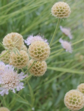 Scabiosa stellata