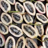 Stauntonia hexaphylla (uitverkocht)
